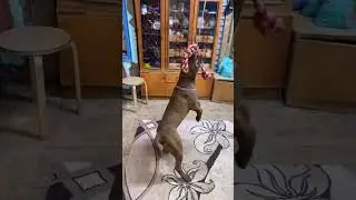 ПИТБУЛЬ тренировка