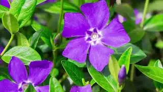 Цветущая клумба в глухой тени сада 😉🌸