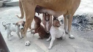 मां तो मां होती है