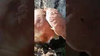 #shrots белые грибы