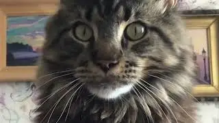 #tiktok