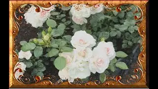 П Л А Ч Ь _ О С Е Н Н И Х _ Р О З
