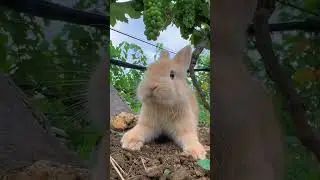 Cute and affectionate animals . A beautiful moment 