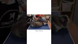 Основные правила работы машинкой при стрижке кошек с колтунами (читай в описании)⤵️
