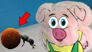1 видео день животных