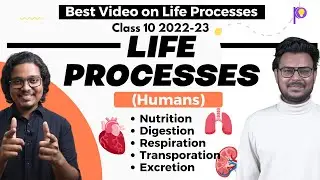 Life Processes Class 10 2022-23 | Biology Class 10 | Humans | Padhle