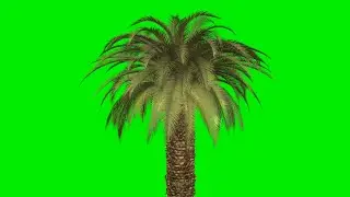 Green screen effect tree