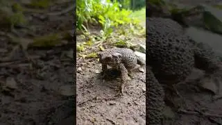 🐸 ПИП 😀