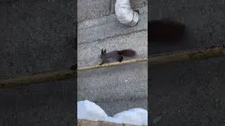 🐿️ #reels #якутия #животные