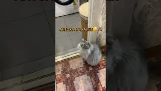 АНТОХА И ТУАЛЕТ 😂💩🤫 #котантоха туалет для кота