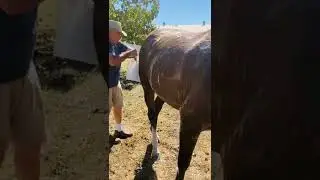 Inspection Preparation: Bath time for 2yo Lord Adonis Filly Lordanna