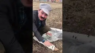 Пил березовый сок? 