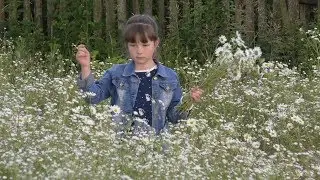 Ромашка белая