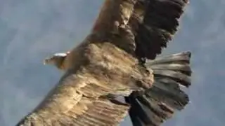 EL CONDOR PASA