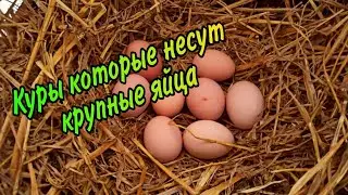 Куры которые несут крупные яйца.