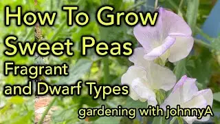How To Grow Fragrant Sweet AND Dwarf Sweet Peas From Seed - With Results