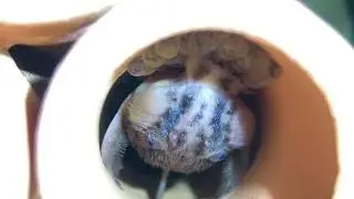 Leliella sp. L010a on eggs