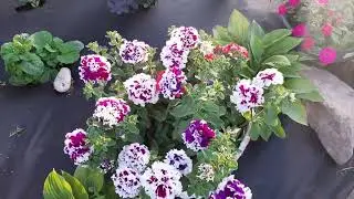 ПЕРВЫЕ ЦВЕТЫ в моем НОВОМ САДУ