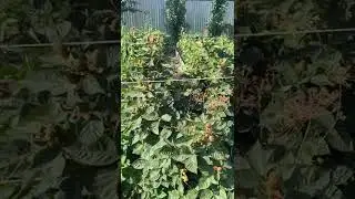 Ежевика «Блэк Джем» Казахстан город Актобе.