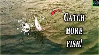 Late Summer BASS FISHING  The DROP SHOT should be your GO TO BAIT!