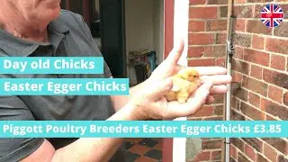 Buy Easter Egger Chicks