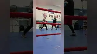tiger s fight