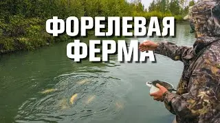 A business for the soul! A trout farm in the Altai Mountains.