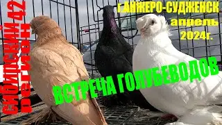 ГОЛУБИ на РЫНКЕ.Апрель 2024г. Анжеро-Судженск.