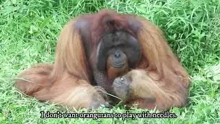 How to anesthetize orangutans