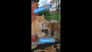 Вот, Вася... New Tik Tok. Приколы Тик Ток лыба