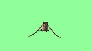 Owl green screen video | green screen video