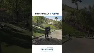 How to walk a puppy! 🐶 