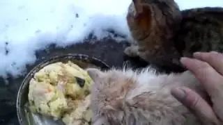 Tame wild kittens!