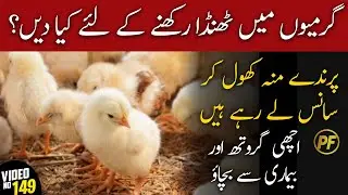 chicks care in summer | murgi ko garmi se kaise bachaye | poultry farming in pakistan | PAK FARM