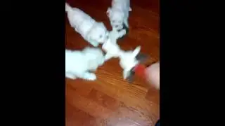Maltese puppies are playing.