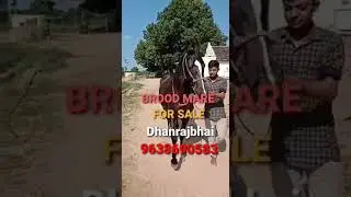 MARWARI BROOD MARE : FOR SALE : DHANRAJ BHAI : 9638690583