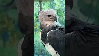 Birds of Prey in Boise, Idaho