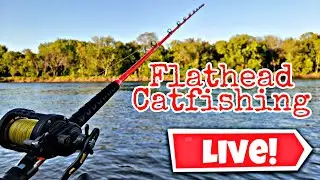 Chasing Flathead Catfish- LIVE