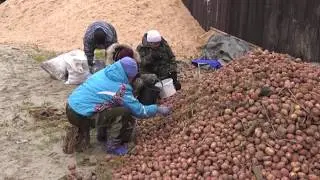 Уборка картофеля в Агрофирме Толькинская