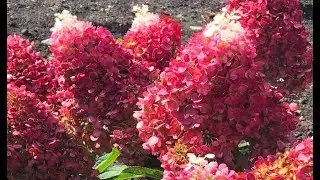200% YOU WILL LOVE‼️ NEW HYDRENSA VARIETY INDIAN SUMMER OR RED VELVET‼️