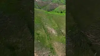 Белоголовый сип