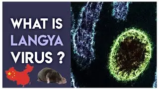 WARNING - Langyavirus found in China  | What is langya henipavirus | China Virus