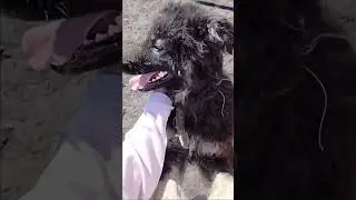 Серега из приюта Ласка