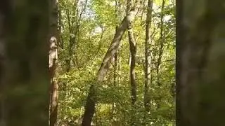 Самоизоляция в лесу...Просто приятное видео.