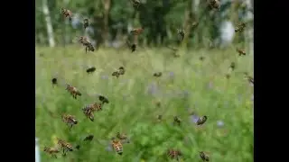 Удивительный мир пчел! Дорога домой.
