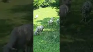 O experianta unica Franta