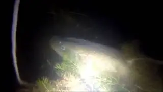 Подводная охота на Дону
