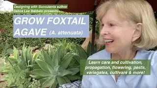Grow Foxtail Agave (A. attenuata), a Perfect & Popular Succulent