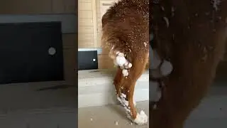SNOW DINGLEBERRIES 😂 #australianshepherd #funny #shorts #viral #dog #puppy #cute #challenge #snow