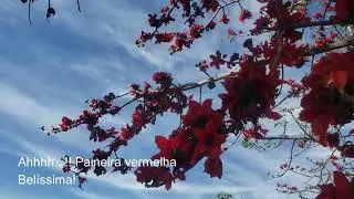 Belezas dos arredores de Itápolis, SP - Julho 2021